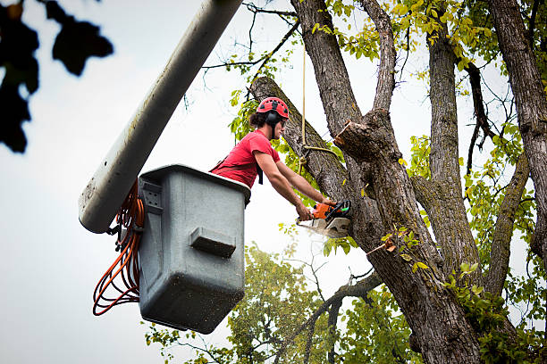 Best Tree and Shrub Care  in Mendon, UT