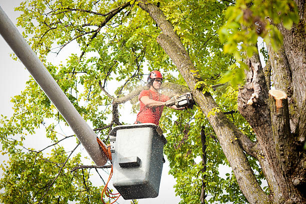  Mendon, UT Tree Services Pros