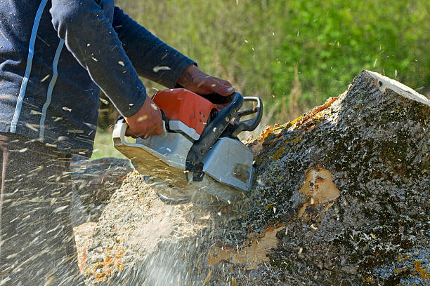 Mendon, UT  Tree Services Company